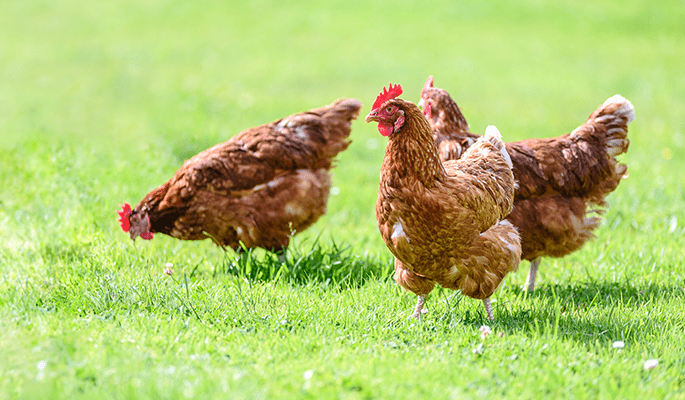 livestock_thought_leadership_poultry
