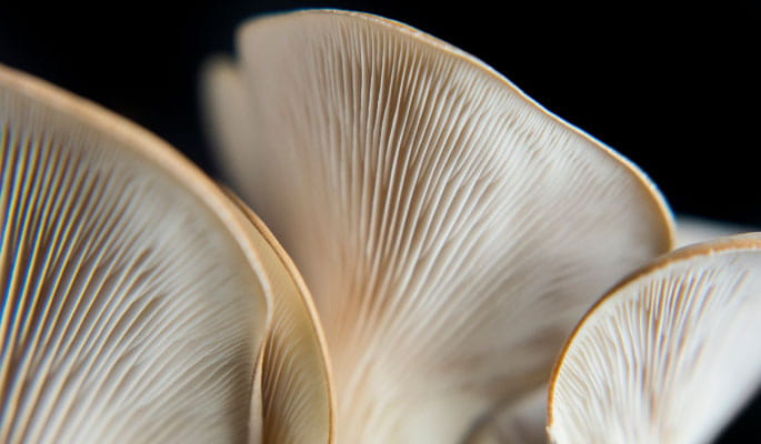 mushrooms close up teaser