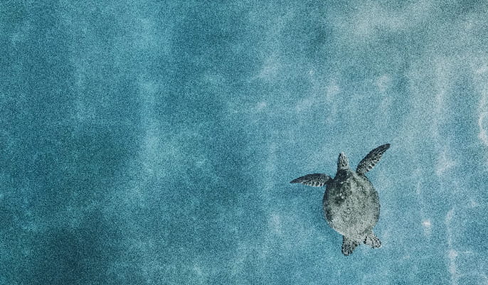 Overhead image of a turtle swimming in shallow waters