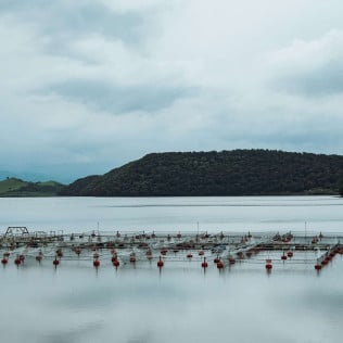 Global Aquaculture Insurance Consortium