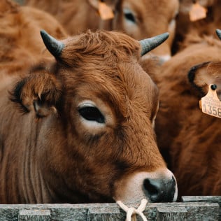 Livestock Insurance