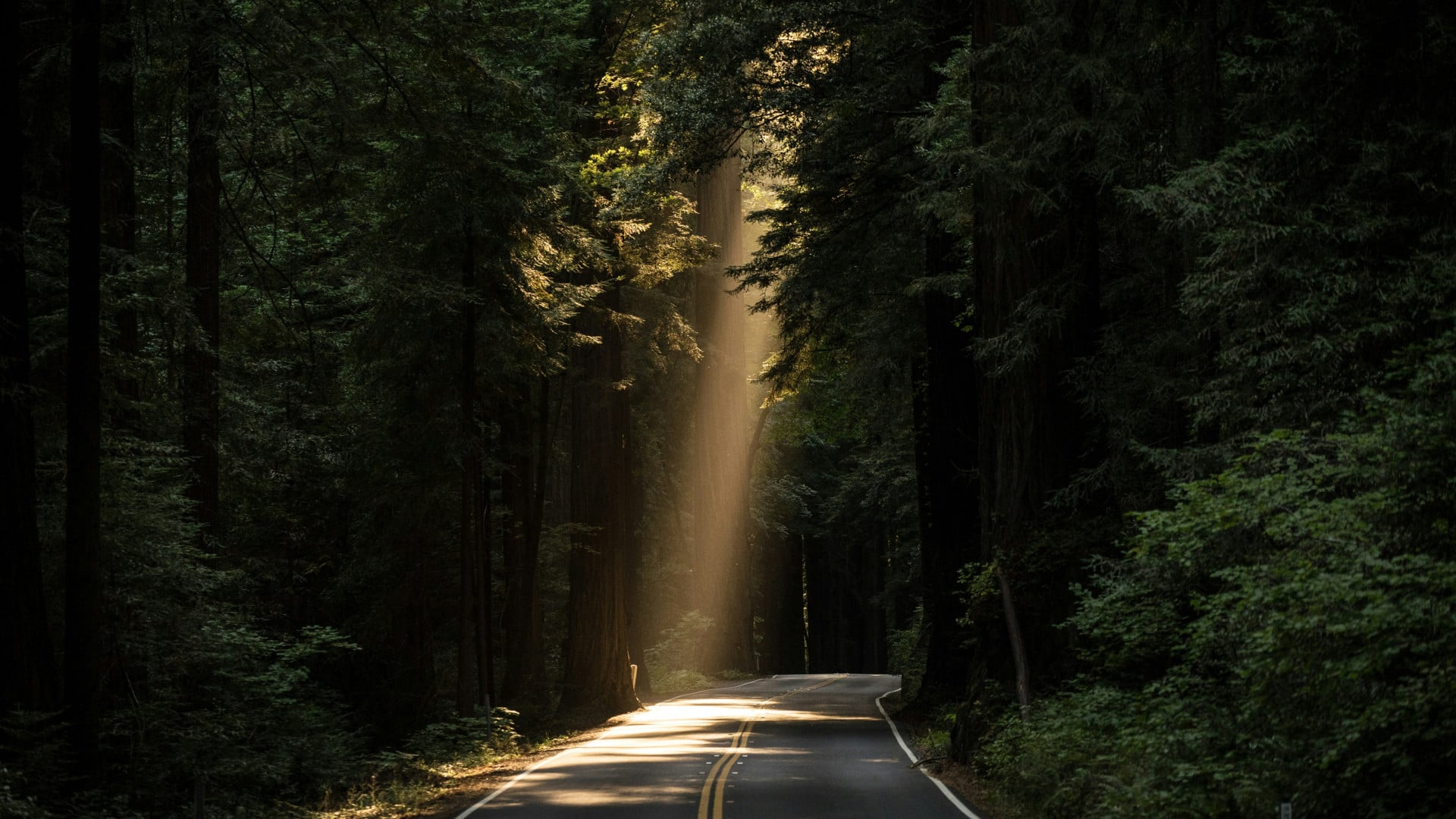 sunlight through trees with road