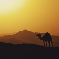 MENA Treaty Reinsurance (2)