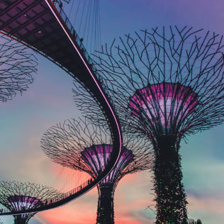 Singapore supertree grove with pink lights