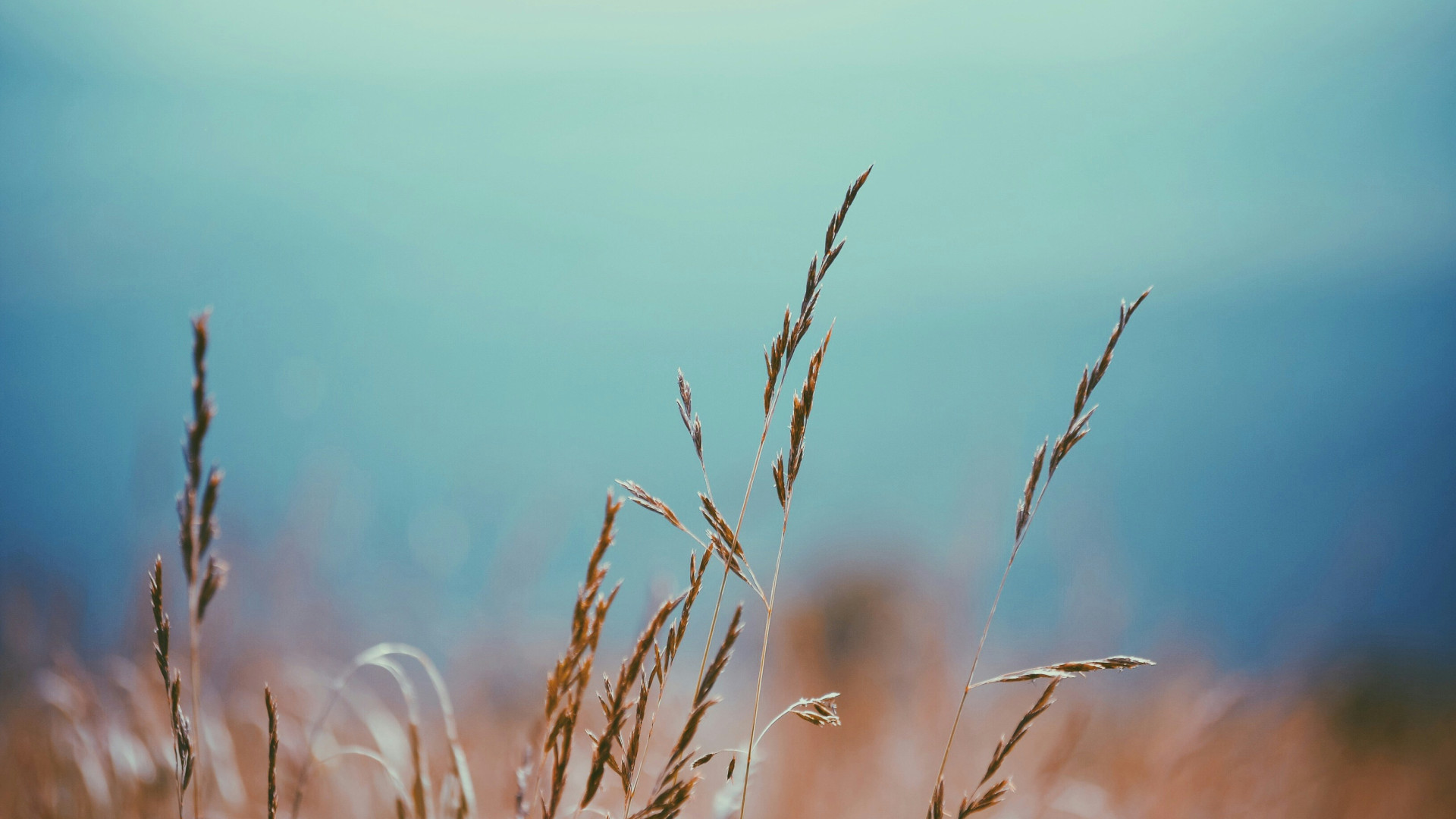 selective focus photography of wheat